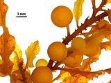 Dettaglio delle vescicole aerifere